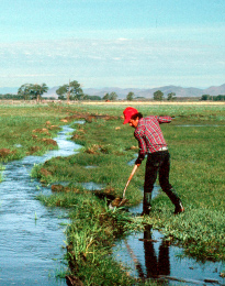 Man digging an irrigation ditch