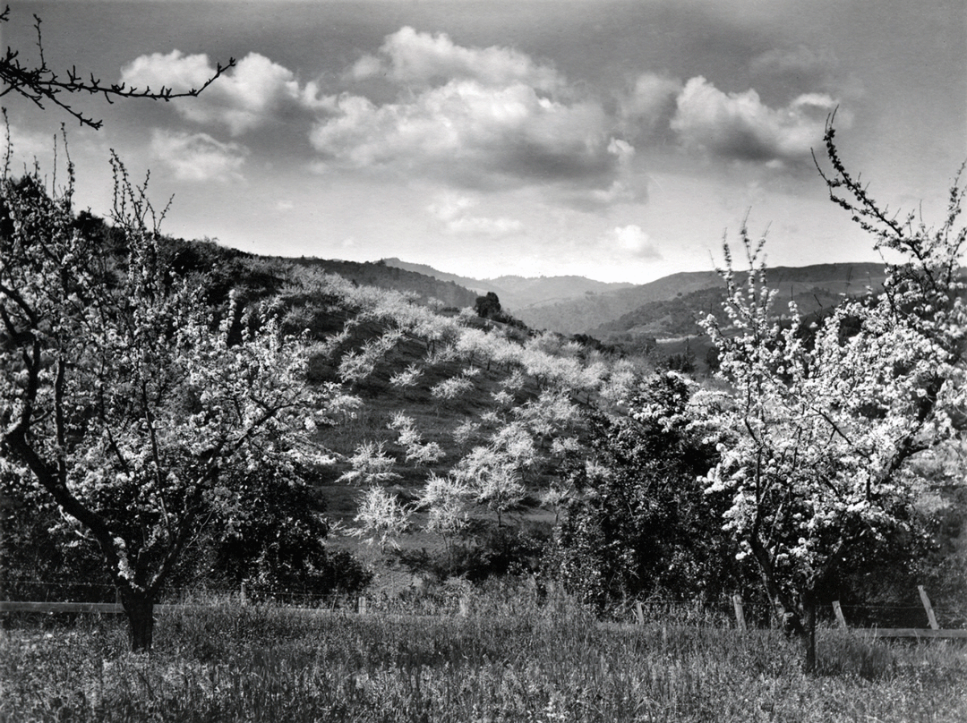Blooming orchard trees vista, Santa Clara County