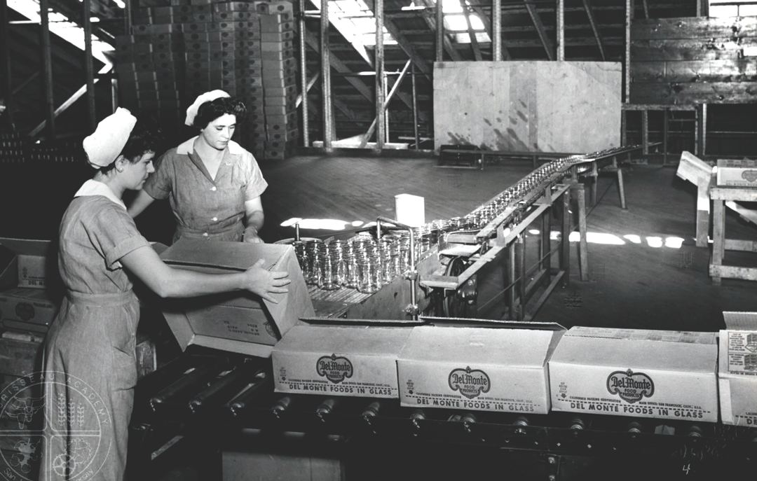 Female Cannery Employees on Assembly Line Preparing Pears for Canning