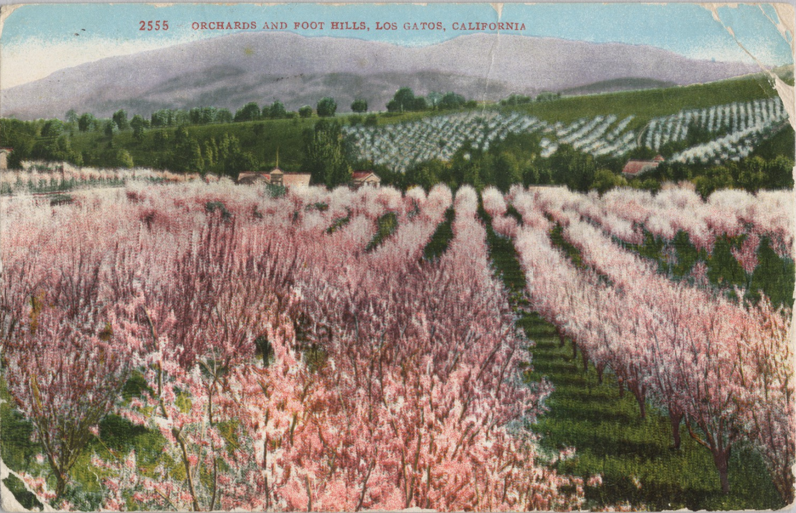 Postcard of Orchards in Bloom, Los Gatos